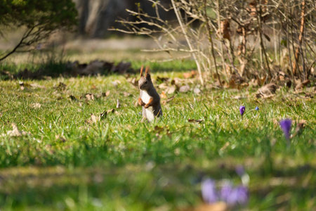 Red squirrel with bushy tail upright in the sunlight on a green meadow. Spring like nature mood with bright colors.の写真素材