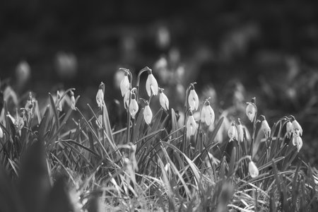 Gentle snowdrops bloom in spring among green grass. Delicate, white flowers symbolize a new beginning and the awakening of nature. Macro photography of flowers.の写真素材
