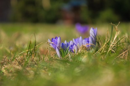 A purple crocus blooming in a meadow in spring. Plant shot with focus on the delicate petals. Natural beauty and a new beginning in nature.の写真素材