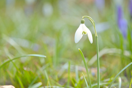 Delicate snowdrops in bloom amidst green grass. The delicate, white flowers symbolize a new beginning and the awakening of nature. Macro photography of flowers.の写真素材