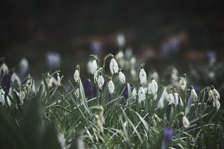Gentle snowdrops bloom among the green grass in spring. Delicate, white flowers symbolize a new beginning and the awakening of nature. Macro photography of flowers.の写真素材