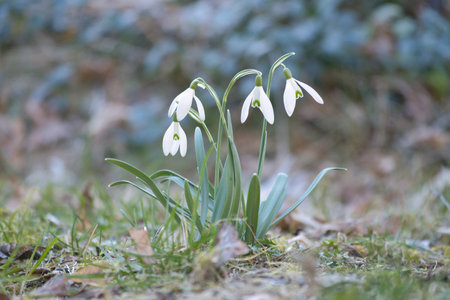Gentle snowdrops bloom among the green grass in spring. Delicate, white flowers symbolize a new beginning and the awakening of nature. Macro photography of flowers.の写真素材