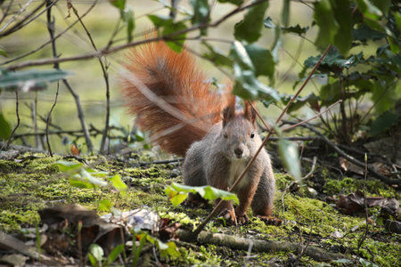 Red squirrel with bushy tail sitting in the bushes. Spring like nature mood with bright colors.の写真素材