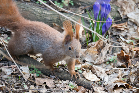 Red squirrel with bushy tail runs through the undergrowth. Spring like nature mood with bright colors.の写真素材