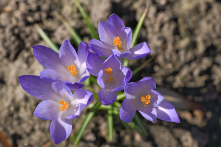 A purple crocus blooms on barren soil in spring. Macro shot with focus on the delicate petals. Natural beauty and a new beginning in nature.の写真素材
