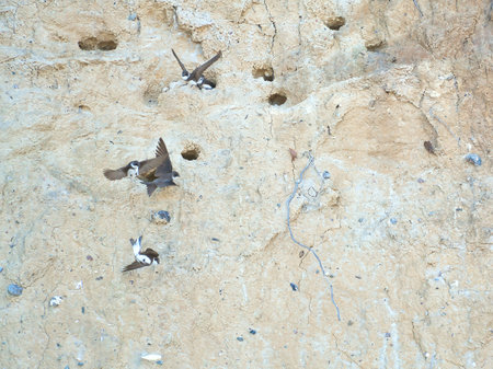 Sand martins fly in front of a sandy cliff face with breeding burrows. Dynamic nature scene, ideal for subjects such as birds, habitat and wildlife photography!の写真素材