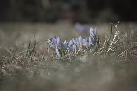 A purple crocus blooming in a meadow in spring. Plant shot with focus on the delicate petals. Natural beauty and a new beginning in nature.の写真素材