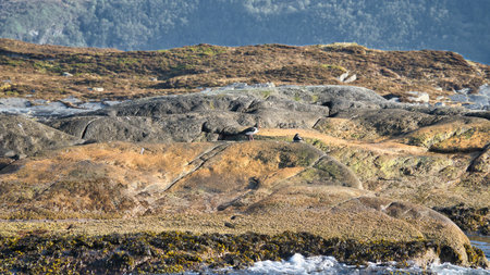 Rocky coastline with lush green hills, framed by wooded mountains in the background. An idyllic, unspoiled landscape for nature and travel inspiration.の写真素材
