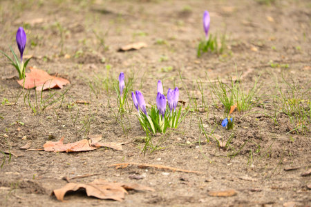 A purple crocus blooming in a barren meadow in spring. Natural beauty and a new beginning in nature.の写真素材