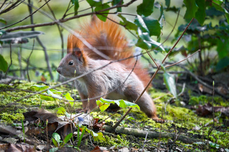Red squirrel with bushy tail watchful in the bushes. Spring like nature mood with bright colors.の写真素材