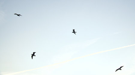 Seagulls glide gracefully through the clear sky, accompanied by gentle clouds and contrails. Wildlife photos of birds. Minimalist nature photography with freedom and lightness.の写真素材