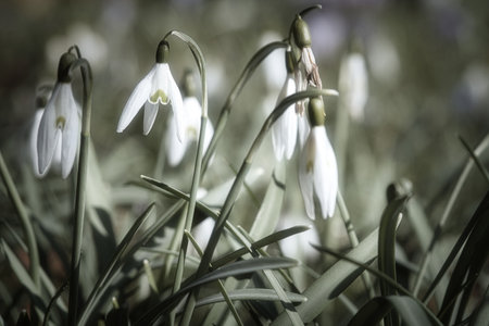 Gentle snowdrops bloom among the green grass in spring. Delicate, white flowers symbolize a new beginning and the awakening of nature. Macro photography of flowers.の写真素材