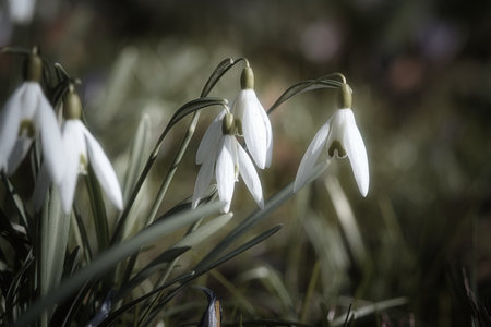 Gentle snowdrops bloom among the green grass in spring. Delicate, white flowers symbolize a new beginning and the awakening of nature. Macro photography of flowers.の写真素材