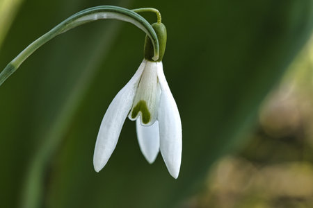 Delicate snowdrop against a blurred green background. The delicate, white flowers symbolize a new beginning and the awakening of nature. Macro photography of flowers.の写真素材