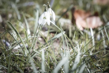 Gentle snowdrops bloom among the green grass in spring. Delicate, white flowers symbolize a new beginning and the awakening of nature. Macro photography of flowers.の写真素材