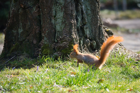 Red squirrel with bushy tail in the sunlight on a green meadow in front of a tree trunk. Spring-like nature mood with bright colors.の写真素材