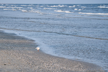 Seagull walking on the beach on the coast. Light waves on the sea. Photo of a birdの写真素材
