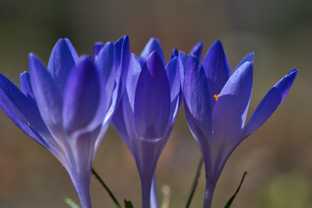 Three purple crocus blossoms, depicted individually and dreamily. Focus on the delicate petals. Romantic flower pictureの写真素材