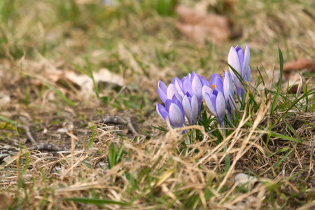 A purple crocus blooming in a meadow in spring. Macro shot with focus on the delicate petals. Natural beauty and a new beginning in nature.の写真素材