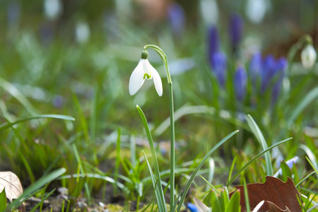 Gentle snowdrops bloom among the green grass in spring. Delicate, white flowers symbolize a new beginning and the awakening of nature. Macro photography of flowers.の写真素材