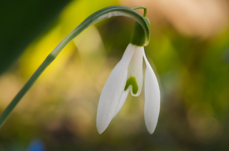 Delicate snowdrop against a blurred green background. The delicate, white flowers symbolize a new beginning and the awakening of nature. Macro photography of flowers.の写真素材