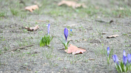 A purple crocus blooming in a barren meadow in spring. Natural beauty and a new beginning in nature.の写真素材