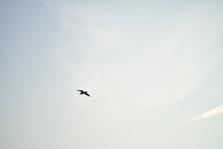 Seagulls glide gracefully through the clear sky, accompanied by gentle clouds and contrails. Wildlife photos of birds. Minimalist nature photography with freedom and lightness.の写真素材