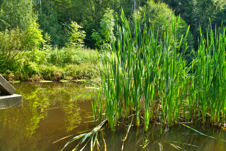 Lush green vegetation frames a tranquil pond, with reeds in the foreground. The harmonious scene radiates natural tranquility and untouched beauty.の写真素材