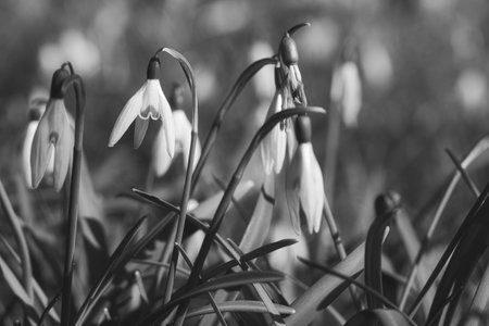 In spring, delicate snowdrops bloom in black and white The delicate, white flowers symbolize a new beginning and the awakening of nature. Macro photography of flowers.の写真素材