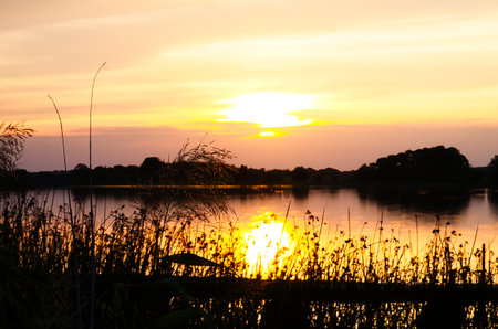 Sunset over a calm lake, warm yellow and orange tones in the sky, water reflecting the light, framed by silhouettes of trees and grasses.の写真素材