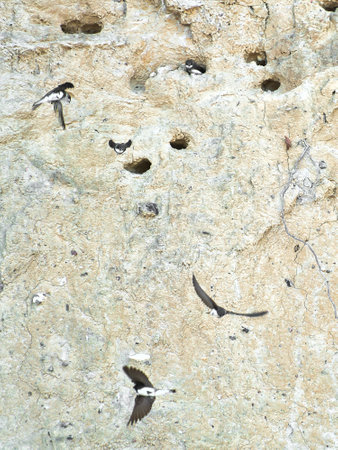 Sand martins fly in front of a sandy cliff face with breeding burrows. Dynamic nature scene, ideal for subjects such as birds, habitat and wildlife photography!の写真素材