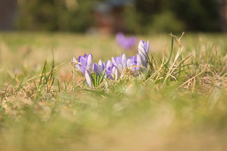 A purple crocus blooming in a meadow in spring. Plant shot with focus on the delicate petals. Natural beauty and a new beginning in nature.の写真素材