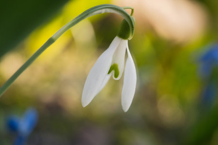 Delicate snowdrop against a blurred green background. The delicate, white flowers symbolize a new beginning and the awakening of nature. Macro photography of flowers.の写真素材
