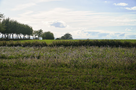 Field landscape with lush greenery in the foreground, a well-tended hedge in the middle and shady trees in the background under a cloudy sky.の写真素材