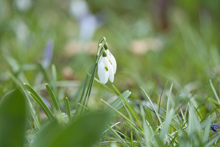 Gentle snowdrops bloom among the green grass in spring. Delicate, white flowers symbolize a new beginning and the awakening of nature. Macro photography of flowers.の写真素材