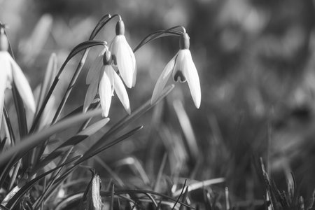 In spring, delicate snowdrops bloom in black and white The delicate, white flowers symbolize a new beginning and the awakening of nature. Macro photography of flowers.の写真素材