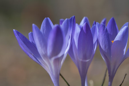 Three purple crocus blossoms, depicted individually and dreamily. Focus on the delicate petals. Romantic flower pictureの写真素材