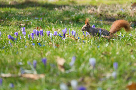 Red squirrel with bushy tail in the sunlight on a green meadow with crocus. Spring like nature mood with bright colors.の写真素材