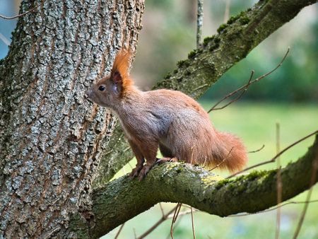 Red squirrel with bushy tail on a branch of a tree. Spring like nature mood with bright colors.の写真素材