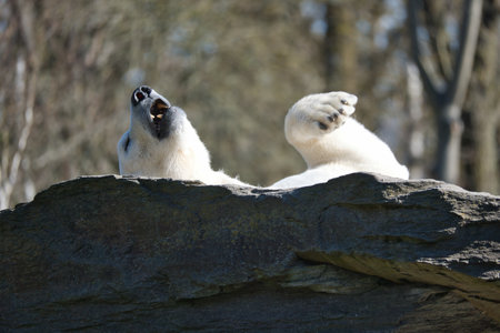 A relaxed polar bear lies on a rock, raising a paw in the air, surrounded by a natural background with blurred trees. Perfect for animal and nature themes.の写真素材