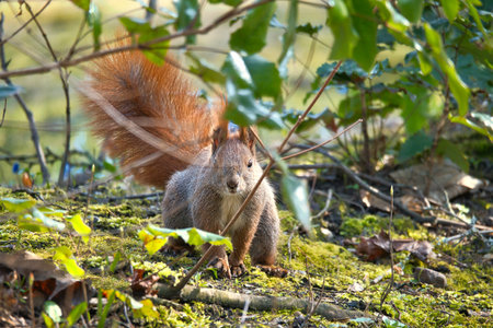 Red squirrel with bushy tail sitting in the bushes. Spring like nature mood with bright colors.の写真素材