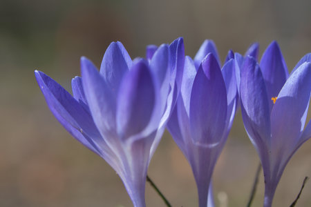 Three purple crocus blossoms, depicted individually and dreamily. Focus on the delicate petals. Romantic flower pictureの写真素材