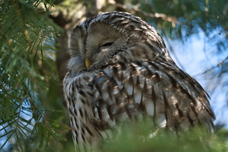 A majestic sleeping owl on a branch, framed by lively greenery. Perfect nature shot for animal lovers and nature scenes.の写真素材