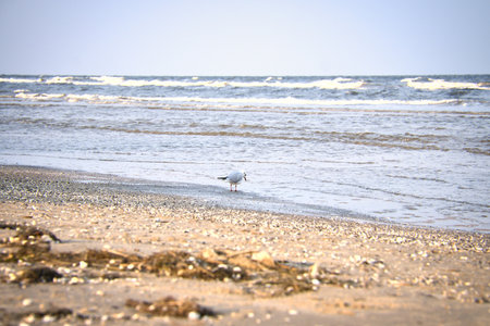 Seagull walking on the beach on the coast. Light waves on the sea. Animal photo of a birdの写真素材