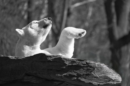 In black and white, a relaxed polar bear lies on a rock, raising a paw in the air, surrounded by a natural background with blurred trees. Perfect for animal and nature themes.の写真素材