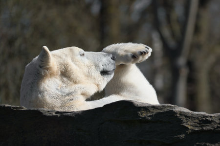 A relaxed polar bear lies on a rock, raising a paw in the air, surrounded by a natural background with blurred trees. Perfect for animal and nature themes.の写真素材