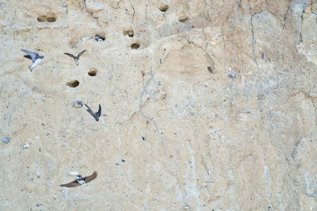Sand martins fly in front of a sandy cliff face with breeding burrows. Dynamic nature scene, ideal for subjects such as birds, habitat and wildlife photography!の写真素材