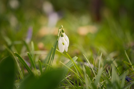 Gentle snowdrops bloom among the green grass in spring. Delicate, white flowers symbolize a new beginning and the awakening of nature. Macro photography of flowers.の写真素材