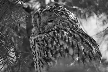 A majestic sleeping eagle owl on a branch, framed by lively greenery. Perfect nature shot for animal lovers and nature scenes.の写真素材