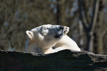 A relaxed polar bear lies on a rock, raising a paw in the air, surrounded by a natural background with blurred trees. Perfect for animal and nature themes.の写真素材